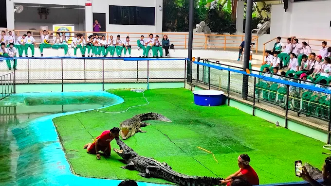 Crocodile at Phuket Crocodile Farm