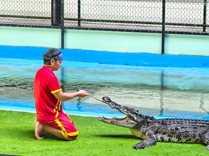 Crocodile show with handler in Phuket