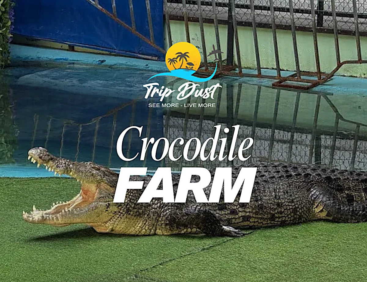 Crocodile Farm Phuket