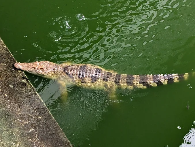 Crocodile at Pattaya Crocodile Farm