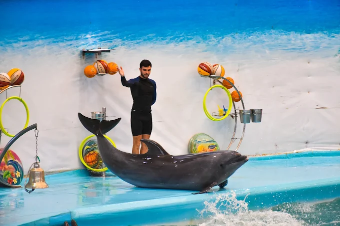 Dolphins leaping during the live show at Dolphins Bay Phuket