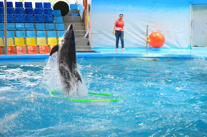Families watching the dolphin show from the covered arena seats at Dolphins Bay Phuket