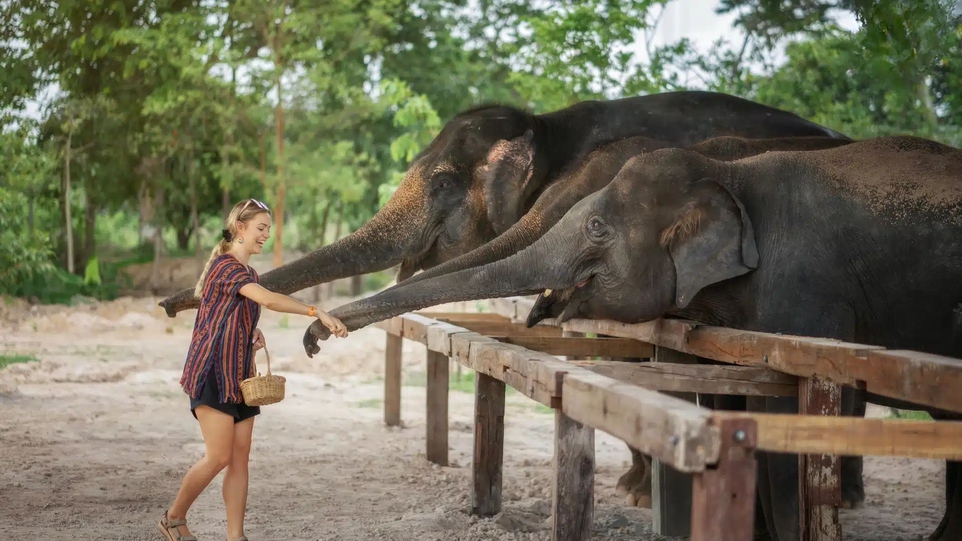 Elephant Jungle Sanctuary Chiang Mai — feeding