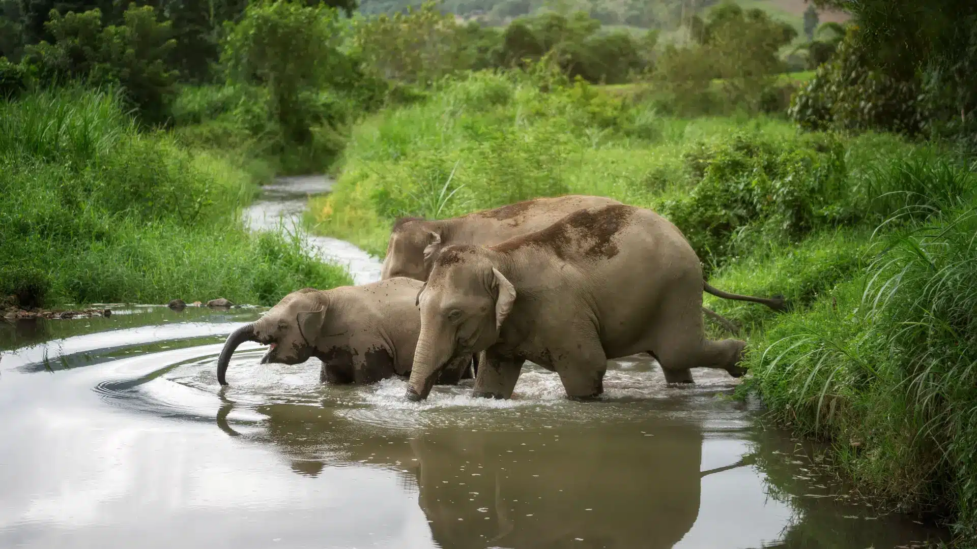 Elephant bathing at Chiang Mai sanctuary
