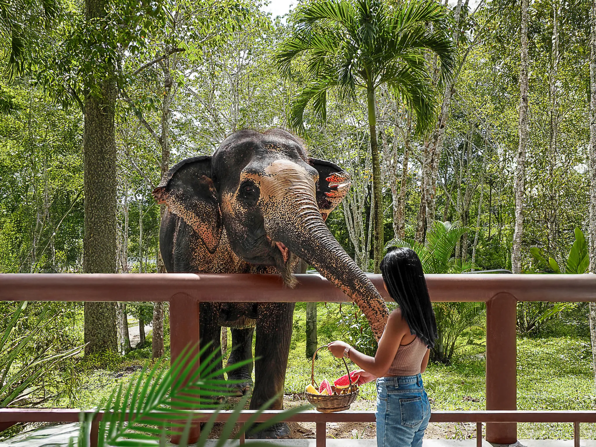 Rescued elephant at Phuket Elephant Sanctuary