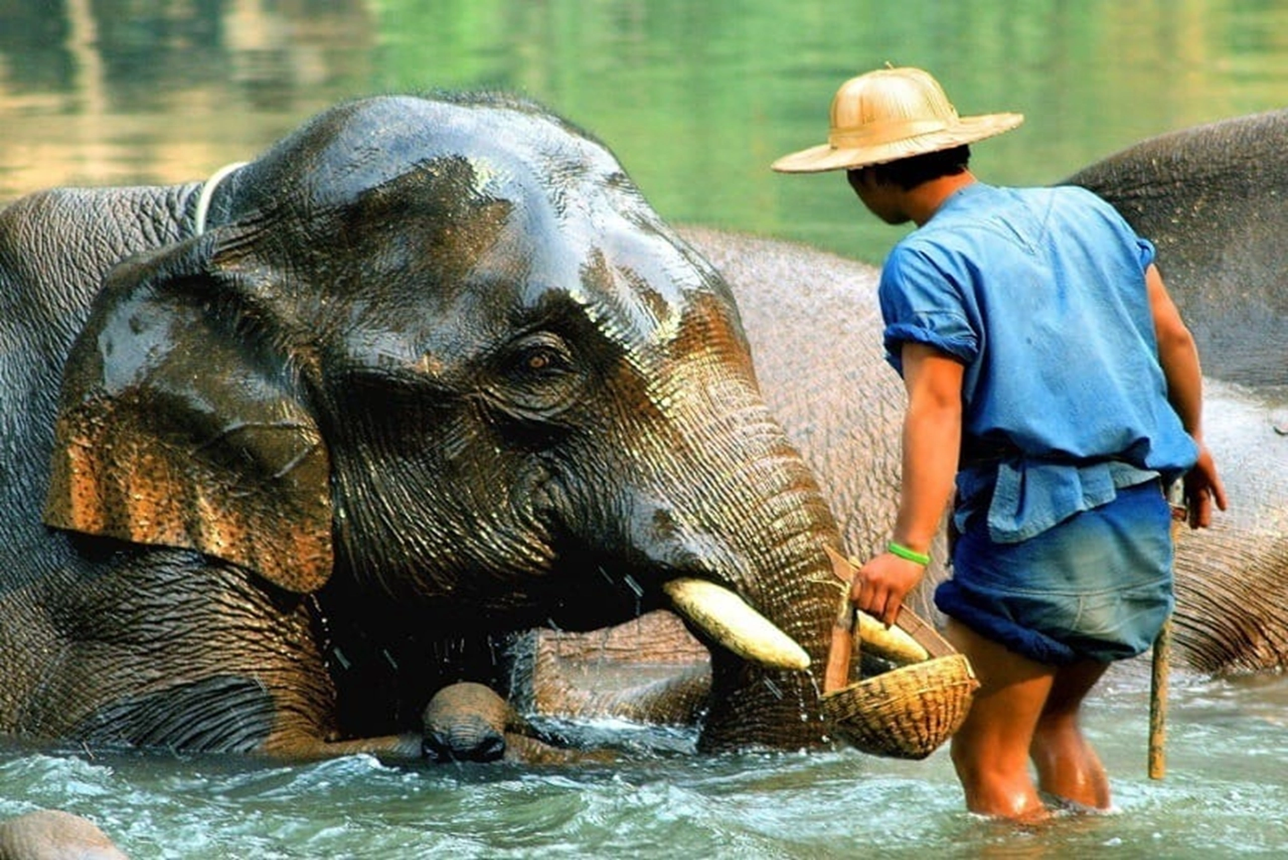 Elephant Village Pattaya — elephant trekking through the grounds