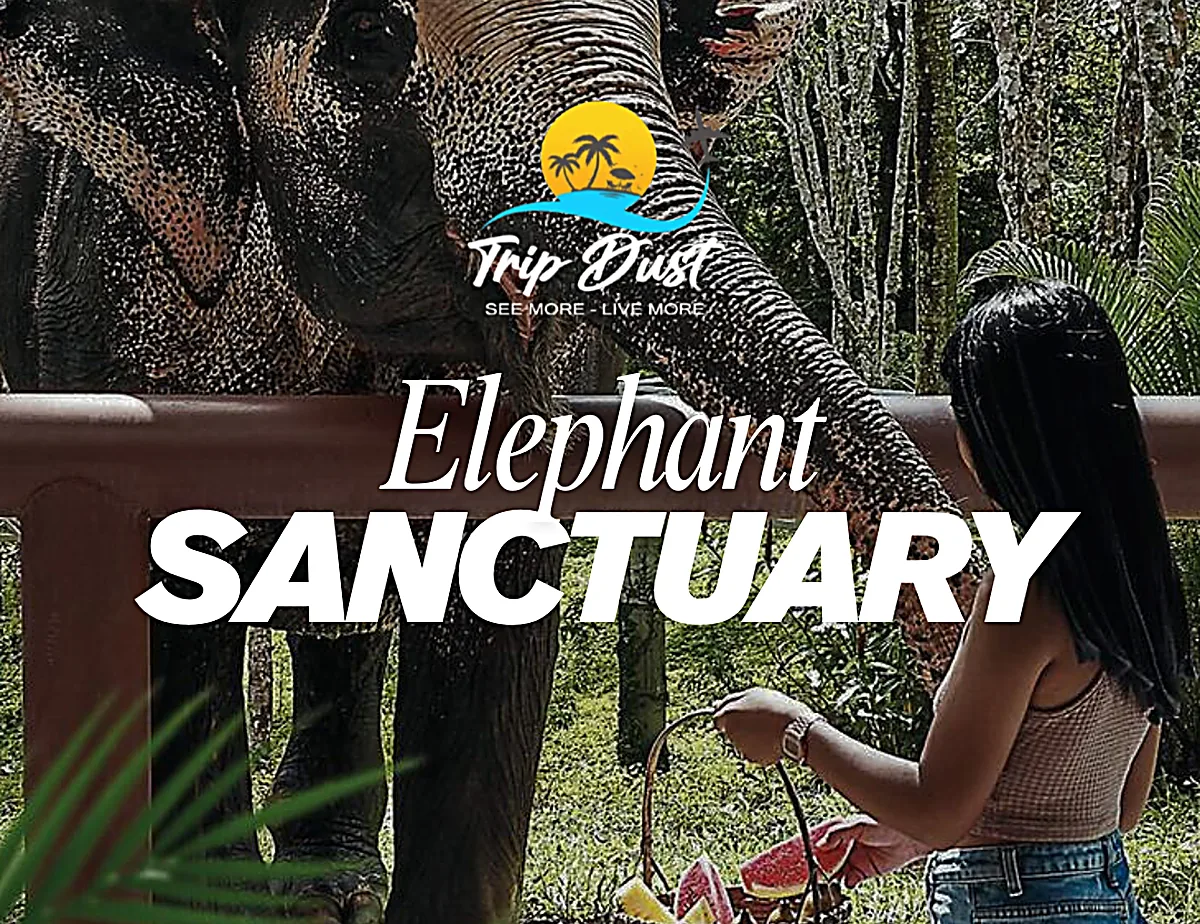 Pattaya Elephant Jungle Sanctuary