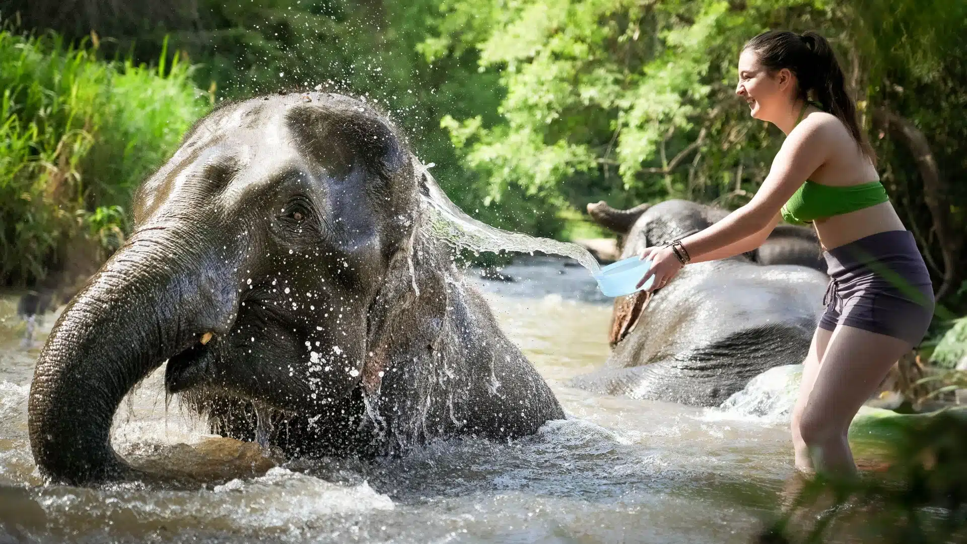 Elephant bathing session at Phuket sanctuary