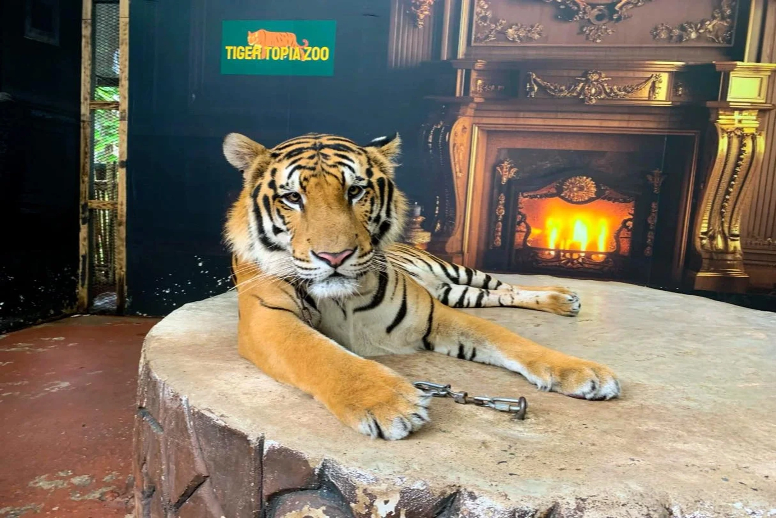 Tiger Topia Zoo Pattaya - big cat encounter