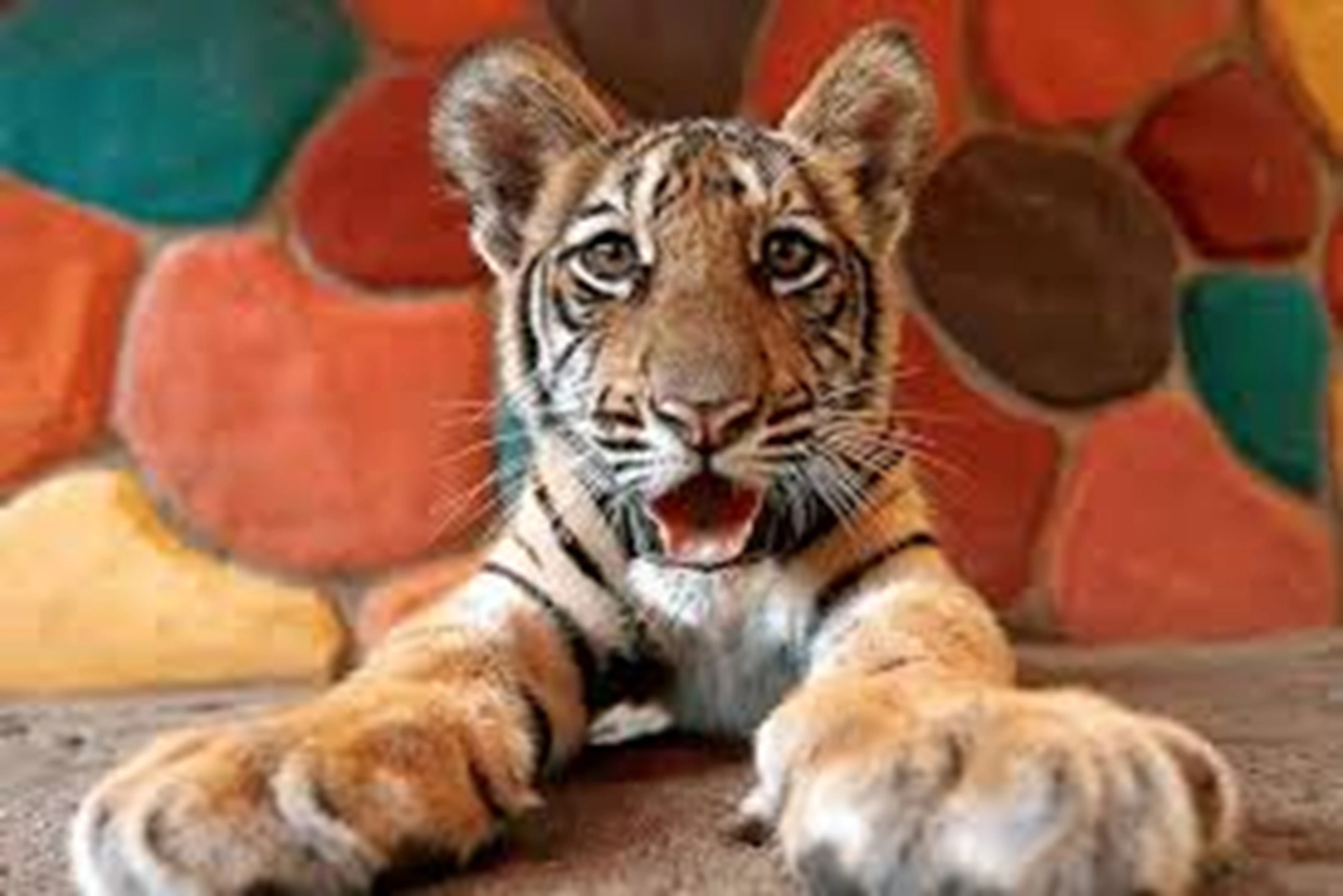 Tiger show performance at Tiger Topia Zoo